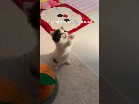 Little baby excited for the snack time 🐾😽 サムネイル