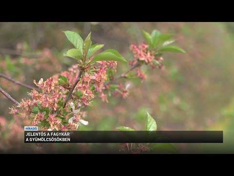 Jelentős a fagykár a gyümölcsösökben サムネイル