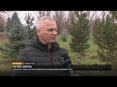 Fenyőliget született a kidobott Karácsonfákból Nyíregyházán サムネイル