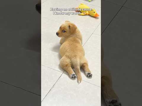 Look at this little diva💅🥰 サムネイル