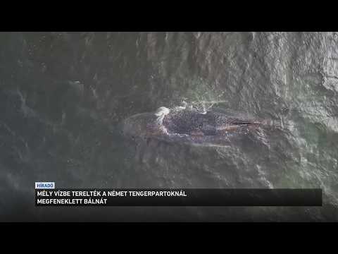 Továbbra sem mozdul a sekély vízből a német partoknál megfeneklett bálna サムネイル