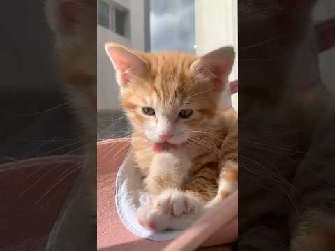 The amount of aggressive cuteness 🫠🤏 サムネイル