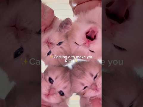 So you can bought me delicious meal and give me a good life 😽🥰 サムネイル