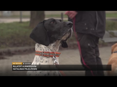 Egy életre szóló felelősség サムネイル