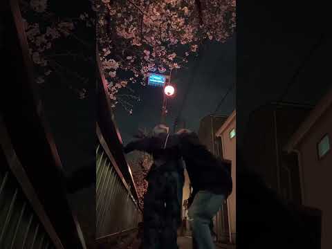 Under the Cherry Blossom Tree || Dong Jia Yao & Zhang Zhe Chen #bl #bltiktok #jenvlog - BL Couple サムネイル