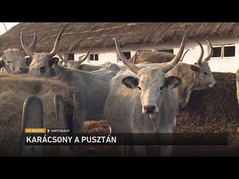Karácsony a pusztán サムネイル
