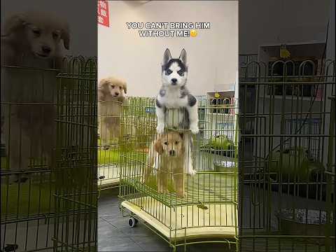 She’s my best friend, if you should bring both of us or none 👉👈 サムネイル