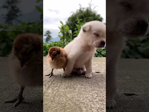 Baby was sleepy beside his tiny  🐥 bestie🤏🥹 サムネイル