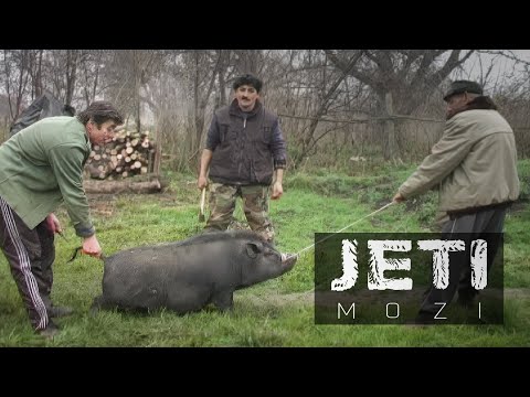 Malaccal teljes: A disznó hála istennek kimult サムネイル