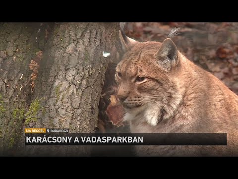 Karácsony a vadasparkban サムネイル