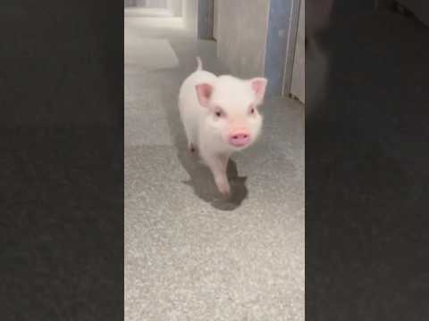 Baby piggy 🤏🥰 サムネイル