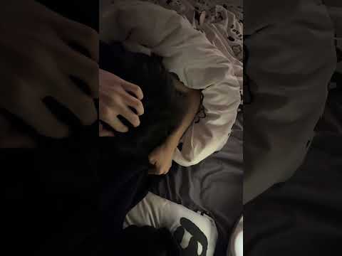 A drunken kitten (〃'▽'〃) | Hai Yan & Zhi Shi #bl #bltiktok #lgbt #jenvlog #đammỹ - BL Couple サムネイル