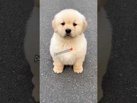 The amount of aggressive cuteness 🤏🌸🥰 サムネイル