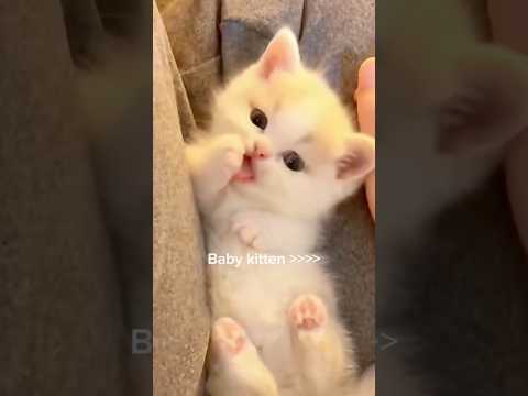 Bless your day with something cuteee 🤏🥰 サムネイル