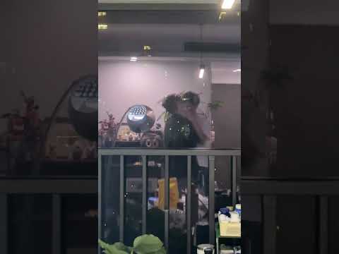 Xiao Wang & Xiao Shen #lgbt #bl #jenvlog #bltiktok #crush #blvlog - BL Couple サムネイル