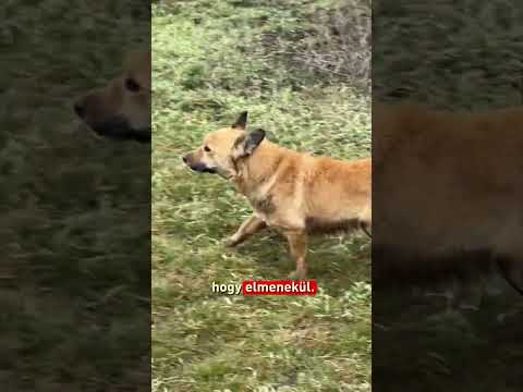 Csak öt perce mentem ki, amikor találat érte a házat サムネイル