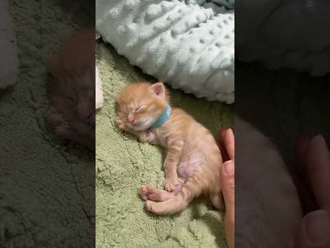 Sleepy little babyy 🤏🫶 サムネイル