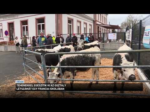 Tehenekkel egészítik ki az osztály létszámát egy francia iskolában サムネイル