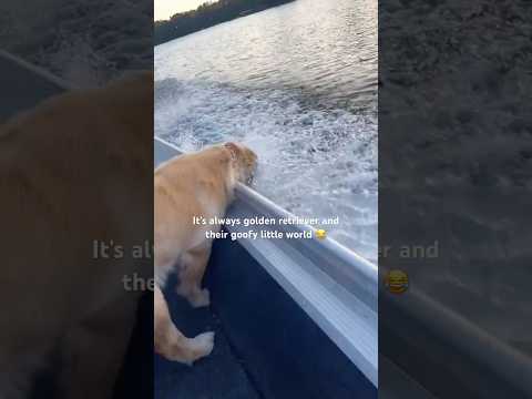 Big baby enjoying his summer time 😂🫶 サムネイル