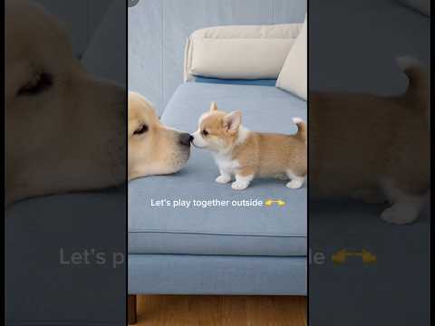 Big golden is so calm with the little baby🤏🫠 サムネイル