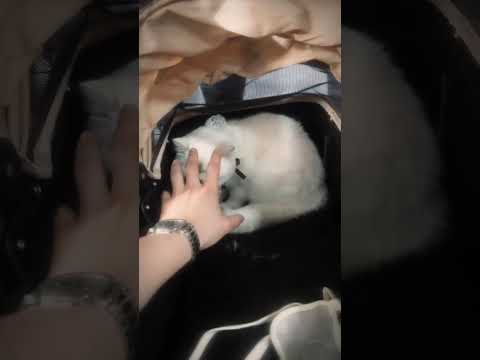 rina with papa🤏🏻 #williamjkp #gmmtv #fyp #blshorts #bl #williamest サムネイル