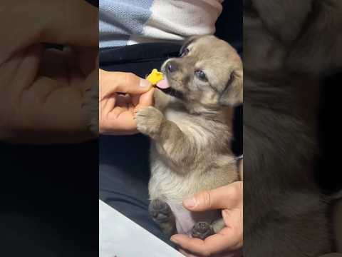 Nom nom nom 🤤🥰 サムネイル