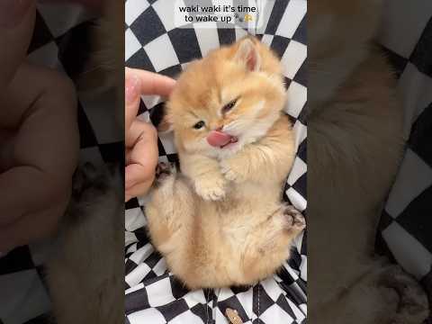 It’s time to back to school 🐾🫶😽 サムネイル