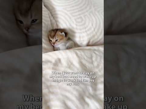 Who make the rules that I need to work to be able to live ??🥺 サムネイル