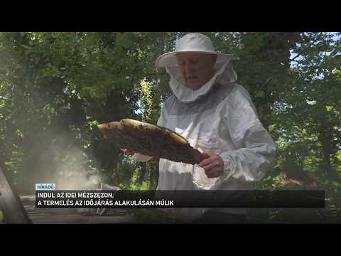 Sem a fagyos idő, sem az aszály nem kedvez a méhészeknek サムネイル