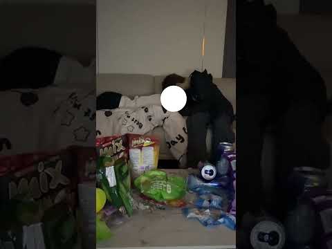 The kitten's secret is that it likes puppies | Hai Yan & Zhi Shi #bl #bltiktok #lgbt #jenvlog #đammỹ サムネイル