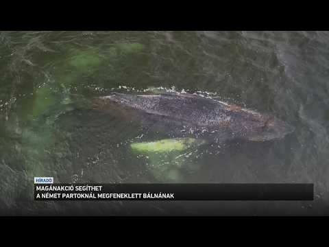 Magánakció segíthet a német partoknál megfeneklett bálnának